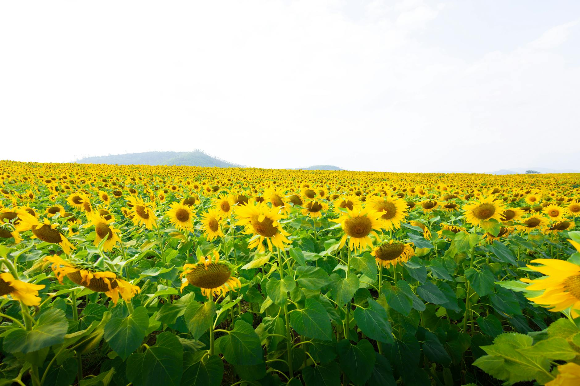 Laptop ThinkPad: Sự Lựa Chọn Hoàn Hảo Cho Doanh Nhân Và Người Dùng Chuyên Nghiệp